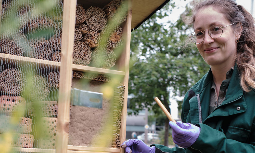 Wildbienen, Marienkäfer, Grashüpfer und Schmetterlinge: Eine Wildblumenwiese ist Lebensraum für viele Insekten und trägt so zum Erhalt der Artenvielfalt bei. Eines der Insektenhotels des Universitätsklinikums steht auf einer solchen Blühwiese, die das Carus-Green-Team im Rahmen des städtischen Förderprojekts „Dresden blüht“ initiiert hat. Betreut wird der Bau der Hotels u.a. von der Ergotherapeutin Anne Hofmann zusammen mit Patient:innen aus der Klinik für Psychiatrie.